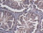 DAB staining on IHC-P; Samples: Mouse Testis Tissue;  Primary Ab: 20µg/ml Rabbit Anti-Mouse SDF2L1 A