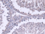 DAB staining on IHC-P; Samples: Rat Testis Tissue;  Primary Ab: 20µg/ml Rabbit Anti-Rat RNASEH2A Ant