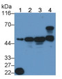 Western Blot; Sample: Recombinant protein.