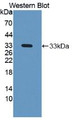 Western Blot; Sample: Recombinant protein.