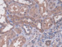 DAB staining on IHC-P; Samples: Human Kidney Tissue; Primary Ab: 20µg/ml Rabbit Anti-Human NAGLU Antibody Second Ab: 2µg/mL HRP-Linked Caprine Anti-Rabbit IgG Polyclonal Antibody