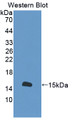 Western Blot; Sample: Recombinant protein.