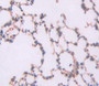Fibulin 2 (Fbln2) Polyclonal Antibody, Cat#CAU23537
