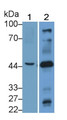 Western Blot; Sample: Lane1: Porcine Cerebrum lysate; Lane2: Mouse Heart lysate; Primary Ab: 2μg/ml Rabbit Anti-Human CHRNb3 Antibody; Second Ab: 0.2µg/mL HRP-Linked Caprine Anti-Rabbit IgG Polyclonal Antibody;