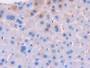 DAB staining on IHC-P; Samples: Mouse Liver Tissue; Primary Ab: 30µg/ml Rabbit Anti-Mouse UCN3 Antibody Second Ab: 2µg/mL HRP-Linked Caprine Anti-Rabbit IgG Polyclonal Antibody