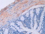 DAB staining on IHC-P; Samples: Mouse Intestine Tissue.