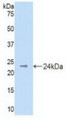 Western Blot; Sample: Recombinant DHH, Mouse.