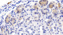 DAB staining on IHC-P; Samples: Mouse Stomach Tissue;  Primary Ab: 20µg/ml Rabbit Anti-Mouse DHH Antibody Second Ab: 2µg/mL HRP-Linked Caprine Anti-Rabbit IgG Polyclonal Antibody 