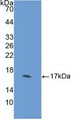 Western Blot; Sample: Recombinant DHH, Human.