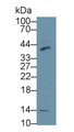 Western Blot; Sample: Mouse Cerebrum lysate; Primary Ab: 2μg/ml Rabbit Anti-Human DHH Antibody; Second Ab: 0.2µg/mL HRP-Linked Caprine Anti-Rabbit IgG Polyclonal Antibody;