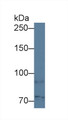 Western Blot; Sample: Human HepG2 cell lysate; Primary Ab: 1µg/ml Rabbit Anti-Human TAP1 Antibody Second Ab: 0.2µg/mL HRP-Linked Caprine Anti-Rabbit IgG Polyclonal Antibody