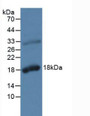 Western Blot; Sample: Rat Prostate Gland Tissue.