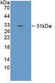 Western Blot; Sample: Recombinant KLK2, Human.