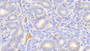 DAB staining on IHC-P. Samples: Mouse Tissue)