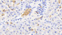 DAB staining on IHC-P; Samples: Bovine Liver Tissue;  Primary Ab: 20μg/ml Rabbit Anti-Bovine HBb Antibody Second Ab: 2µg/mL HRP-Linked Caprine Anti-Rabbit IgG Polyclonal Antibody 