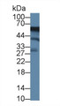 Western Blot; Sample: Human K562 cell lysate; Primary Ab: 1µg/ml Rabbit Anti-Mouse ACP6 Antibody Second Ab: 0.2µg/mL HRP-Linked Caprine Anti-Rabbit IgG Polyclonal Antibody
