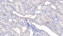 DAB staining on IHC-P; Samples: Human Kidney Tissue; Primary Ab: 10µg/ml Rabbit Anti-Human CA13 Antibody Second Ab: 2µg/mL HRP-Linked Caprine Anti-Rabbit IgG Polyclonal Antibody