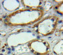 Used in DAB staining on fromalin fixed paraffin-embedded Kidney tissue