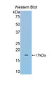 Western Blot; Sample: Recombinant protein.