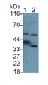 Western Blot; Sample: Recombinant CA6, Mouse.