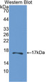 Western Blot; Sample: Recombinant protein.