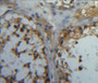 Used in DAB staining on fromalin fixed paraffin-embedded testis tissue