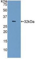 Western Blot; Sample: Recombinant CA4, Human.