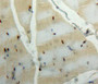 Used in DAB staining on fromalin fixed paraffin-embedded muscle tissue