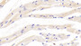 DAB staining on IHC-P; Samples: Mouse Cardiac Muscle Tissue;  Primary Ab: 10μg/ml Rabbit Anti-Mouse APLN Antibody Second Ab: 2µg/mL HRP-Linked Caprine Anti-Rabbit IgG Polyclonal Antibody 