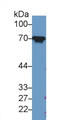 Western Blot; Sample: Rat Liver lysate; Primary Ab: 1µg/ml Rabbit Anti-Human HSPA8 Antibody Second Ab: 0.2µg/mL HRP-Linked Caprine Anti-Rabbit IgG Polyclonal Antibody