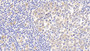 DAB staining on IHC-P; Samples: Human Tonsil Tissue; Primary Ab: 20μg/ml Rabbit Anti-Human HSPA8 Antibody Second Ab: 2µg/mL HRP-Linked Caprine Anti-Rabbit IgG Polyclonal Antibody