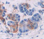Neutral Sphingomyelinase (Nsmase) Polyclonal Antibody, Cat#CAU23634
