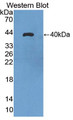 Western Blot; Sample: Recombinant protein.