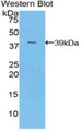 Western Blot; Sample: Recombinant protein.