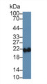 Western Blot; Sample: Porcine Liver lysate; Primary Ab: 5µg/ml Rabbit Anti-Porcine FTH Antibody Second Ab: 0.2µg/mL HRP-Linked Caprine Anti-Rabbit IgG Polyclonal Antibody