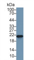 Western Blot; Sample: Mouse Spleen lysate; Primary Ab: 1µg/ml Rabbit Anti-Mouse FTH Antibody Second Ab: 0.2µg/mL HRP-Linked Caprine Anti-Rabbit IgG Polyclonal Antibody
