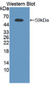 Western Blot ; Sample: Recombinant XRCC5, Mouse.