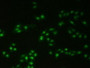 Figure. FITC staining on IHC-P; Samples: Human Hela Cells.