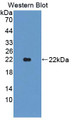 Western Blot; Sample: Recombinant protein.