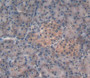 Used in DAB staining on fromalin fixed paraffin- embedded pancreas tissue
