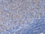 DAB staining on IHC-P; Samples: Mouse Ovary Tissue; Primary Ab: 20µg/ml Rabbit Anti-Mouse VARS Antibody Second Ab: 2µg/mL HRP-Linked Caprine Anti-Rabbit IgG Polyclonal Antibody