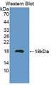 Western Blot; Sample: Recombinant protein.