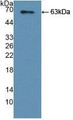 Western Blot; Sample: Recombinant YARS, Human.