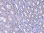DAB staining on IHC-P; Samples: Rat Kidney Tissue;  Primary Ab: 20µg/ml Rabbit Anti-Rat FARS2 Antibo