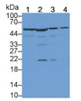 Western Blot; Sample: Lane1: MCF7 cell lysate; Lane2: 293T cell lysate; Lane3: Hela cell lysate; Lane4: K562 cell lysate; Primary Ab: 3μg/ml Rabbit Anti-Human HARS Antibody; Second Ab: 0.2µg/mL HRP-Linked Caprine Anti-Rabbit IgG Polyclonal Antibody;