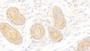 DAB staining on IHC-P; Samples: Human Uterus Tissue;  Primary Ab: 20μg/ml Rabbit Anti-Human HARS Antibody Second Ab: 2µg/mL HRP-Linked Caprine Anti-Rabbit IgG Polyclonal Antibody 