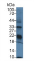 Western Blot; Sample: Rat Kidney lysate; ; Primary Ab: 3µg/ml Rabbit Anti-Mouse GPX3 Antibody; Second Ab: 0.2µg/mL HRP-Linked Caprine Anti-Rabbit IgG Polyclonal Antibody;
