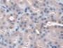 DAB staining on IHC-P; Samples: Mouse Kidney Tissue; Primary Ab: 20µg/ml Rabbit Anti-Mouse GPX3 Antibody Second Ab: 2µg/mL HRP-Linked Caprine Anti-Rabbit IgG Polyclonal Antibody