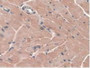 DAB staining on IHC-P; Samples: Mouse Heart Tissue.