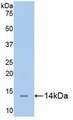 Western Blot; Sample: Recombinant CEACAM1, Mouse.